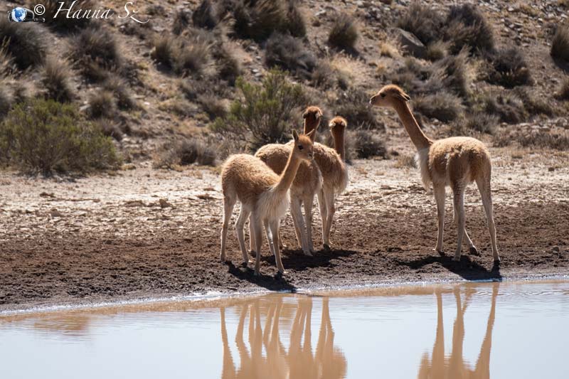 Valle del Colca - Vicuñas