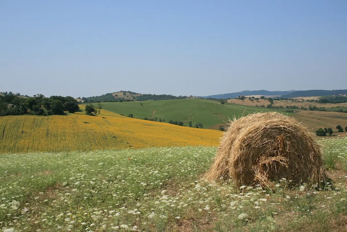 Olivo della strega